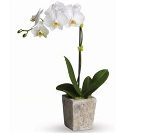 Orchid Cymbidium